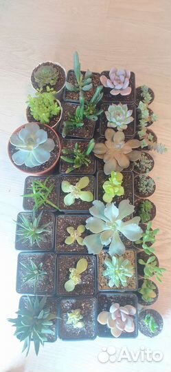 Суккуленты: эхеверия, крассула, адромискус, седум