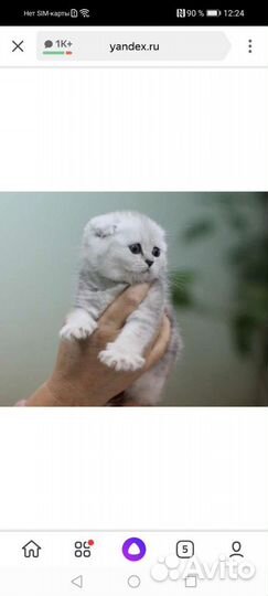 Котята