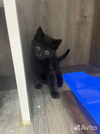 Черный котенок 1,5 месяца