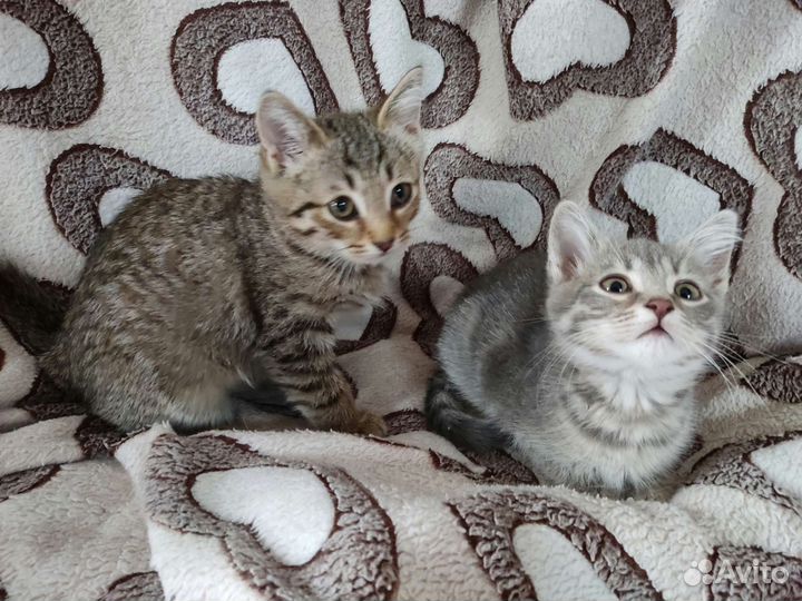 Котята в добрые руки приучены к лотку