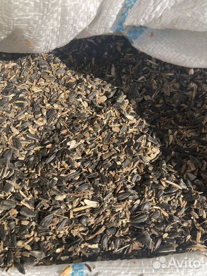 Подсолнечник, семечка на корм и добавки в рацион