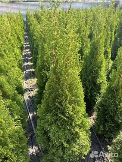 Туи Смарагд