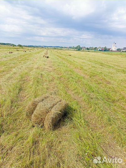 Сено луговое в тюках