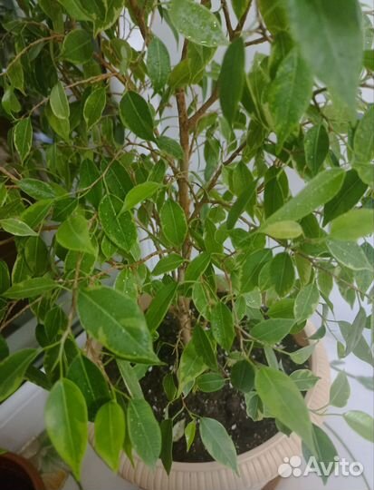 Фикус Бендж.(Эстер,Даниель, Кинки),Эластика Мелани