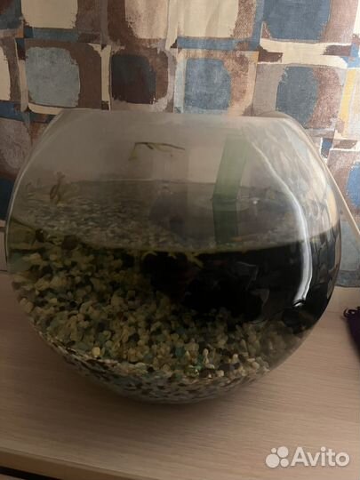 Аквариум с рыбками