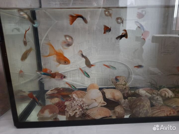 Аквариумные рыбки