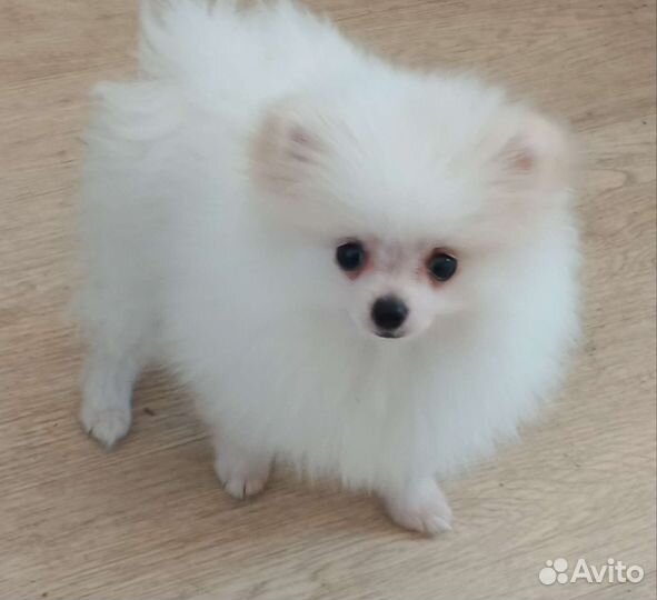 Мини шпиц с документами