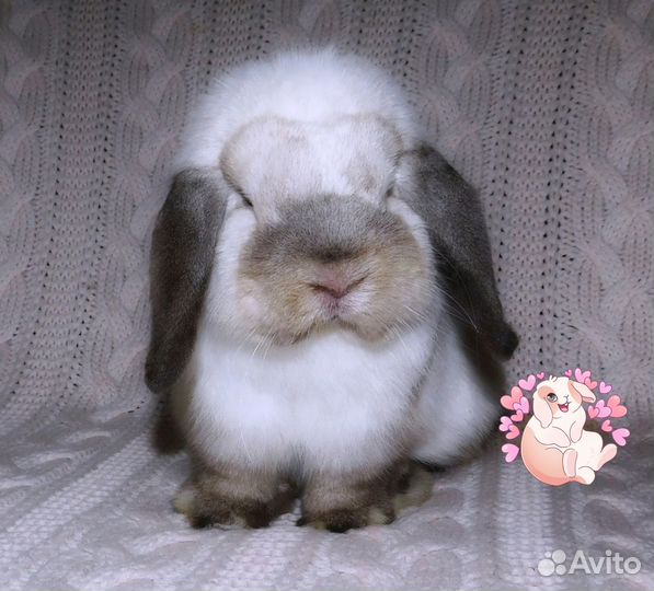 Чп Mini Lop мальчики