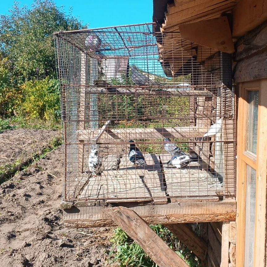 Продажа бакинских голубей, свердловская, арабы