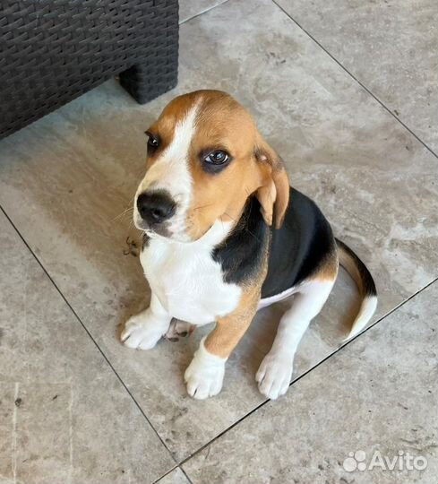Щенок бигль мальчик