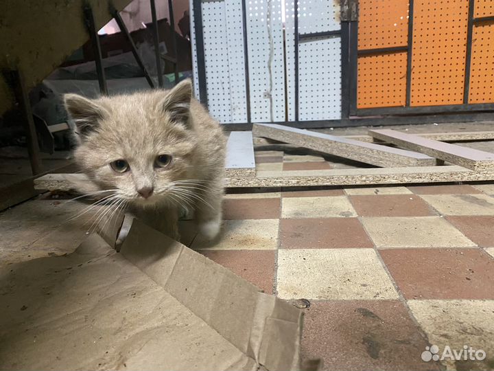 Котята в добрые руки