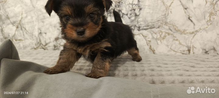 Щенок йоркширского терьера