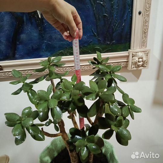 Живое дерево