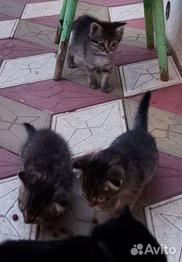 Котятки в дар