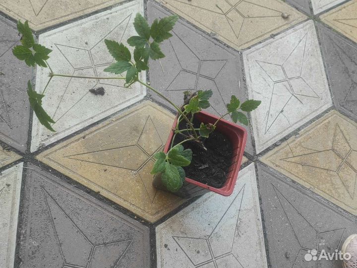 Клематисы княжики