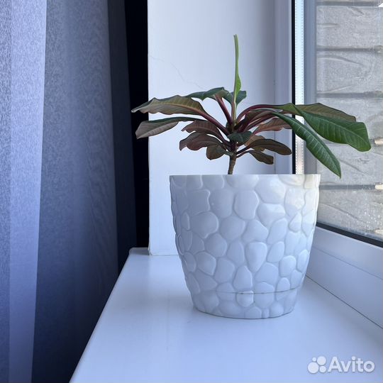 Молочай:беложилковый гребенчатый,обезьянье дерево