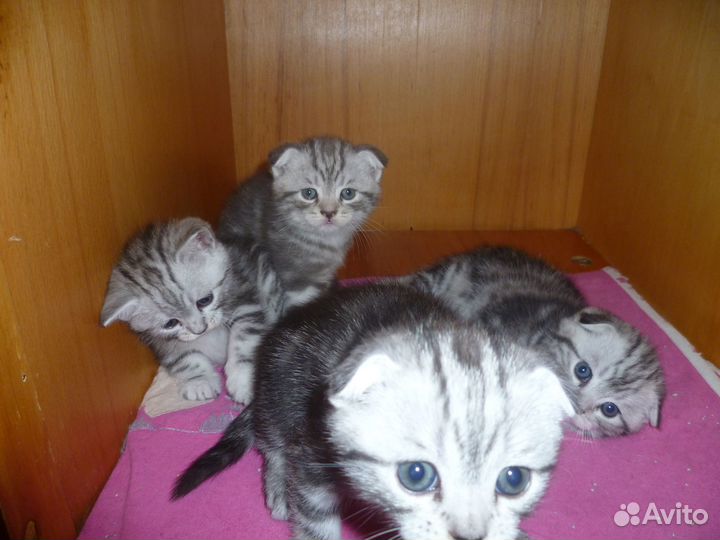 Вислоухий мраморнй шотландец