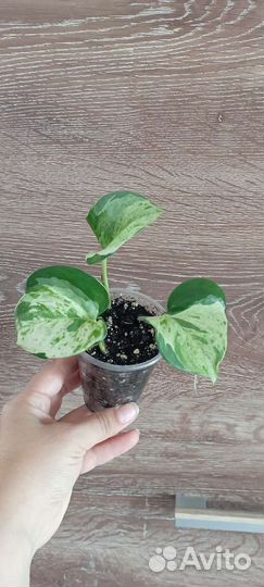 Сциндапсус эпипремнум