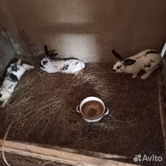 Кролики великаны