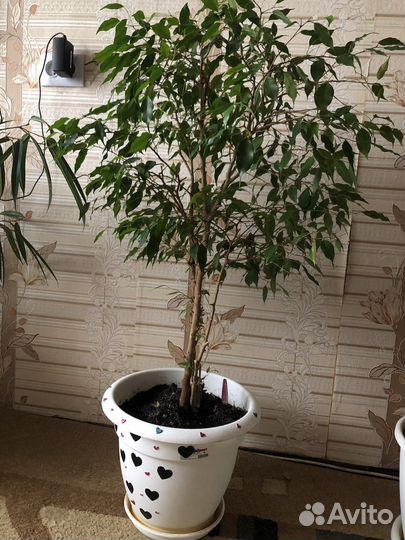 Фикус бенджамина