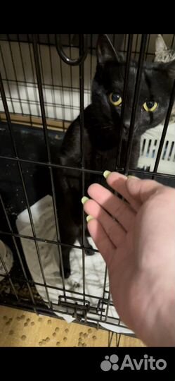 Клетка стала её домом