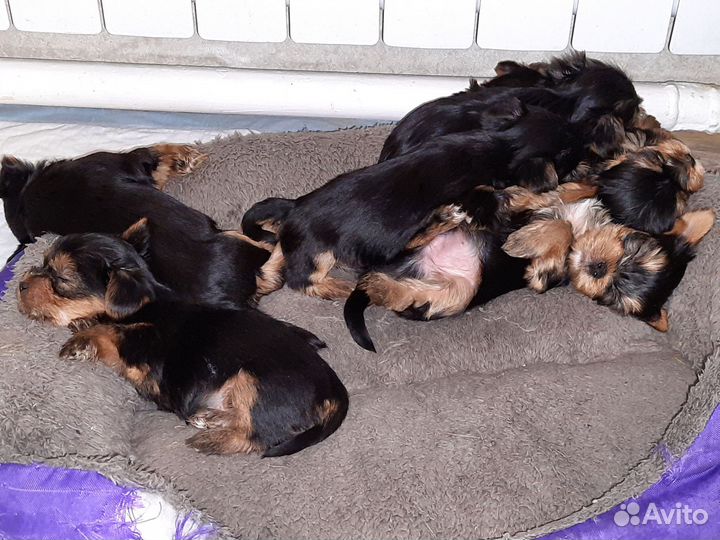 Йоркширский терьер