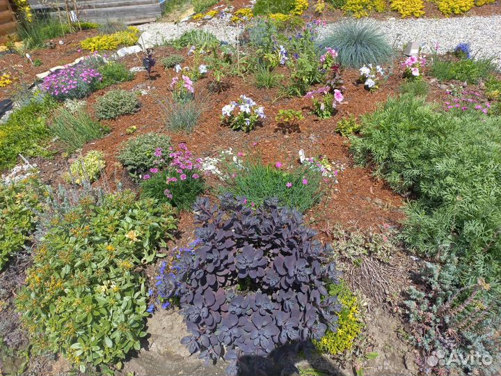 Очитки и флоксы