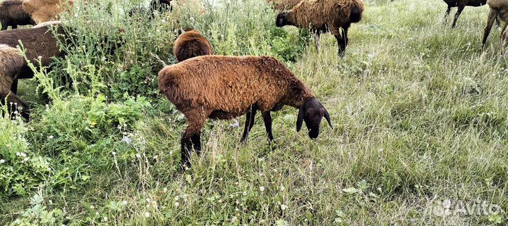 Бараны Эдельбай