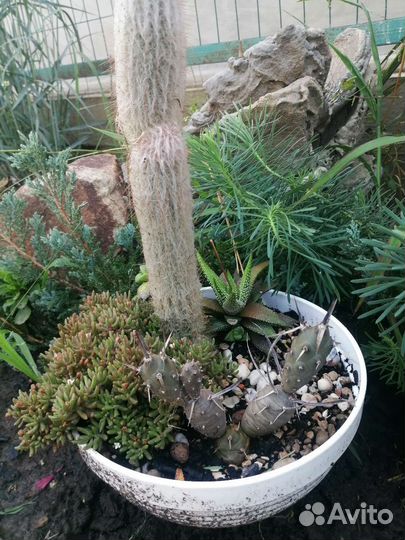 Кактусы красавцы