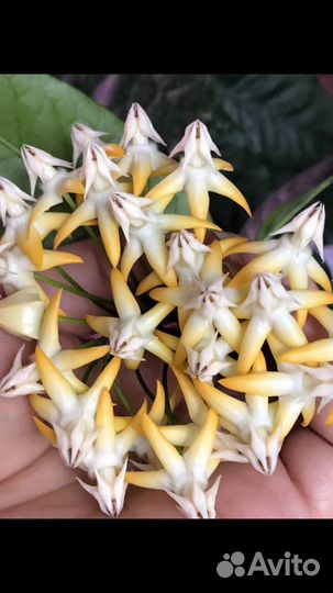 Хойя на срез, укореню на заказ