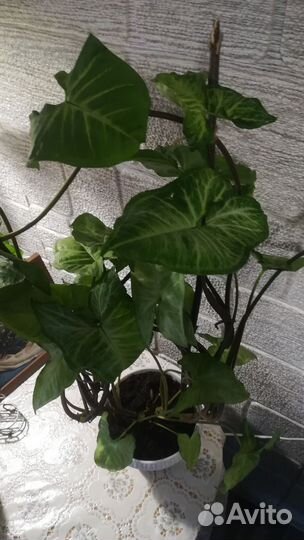 Сингониум на опоре большой