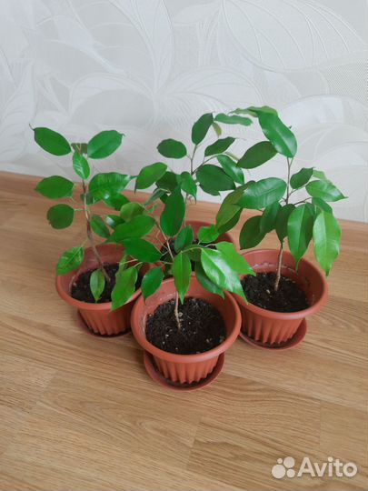 Фикус Бенджамина