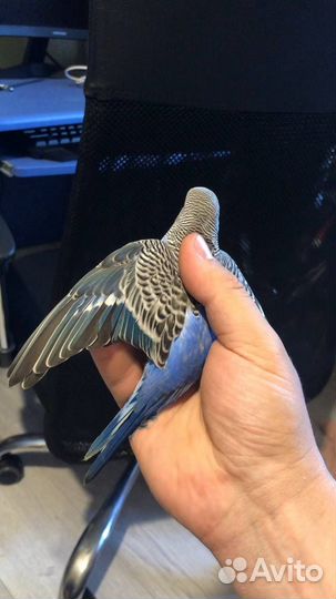 Волнистый попугай