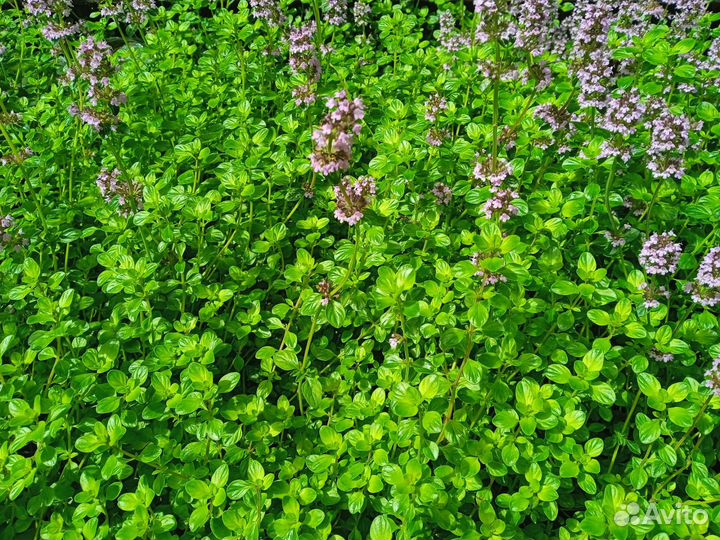 Чабрец (тимьян ползучий)