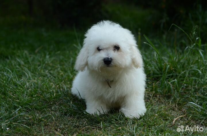 Супер порода Бишон Фризе
