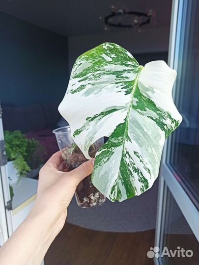 Монстера вариегатная Альба