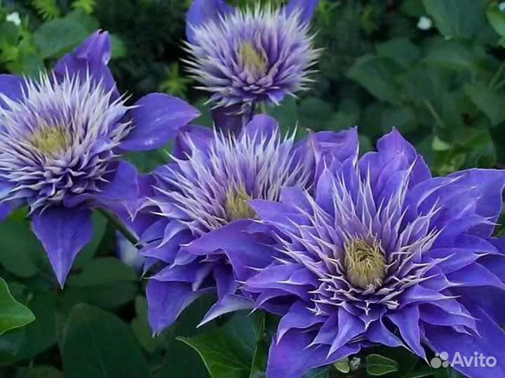 Клематис Мульти Блю