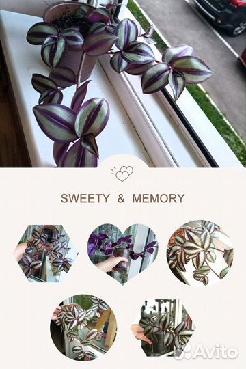 Традесканция