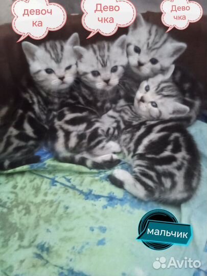 Шатланские котята