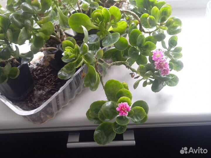 Каланхоэ