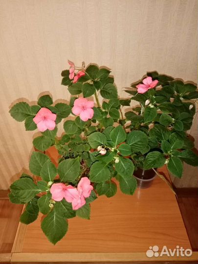 Бальзамин Уоллера. Огонёк. Ванька Мокрый
