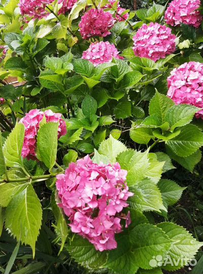 Гортензия саженцы