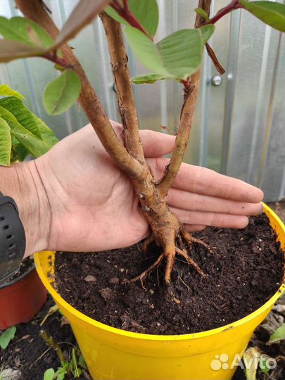 Гуайява, плодовая экзотика