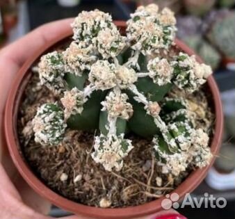 Кактусы и суккуленты