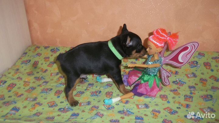 Цвергпинчерята