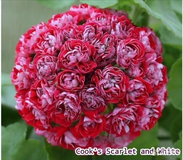 Пеларгония герань розебудная