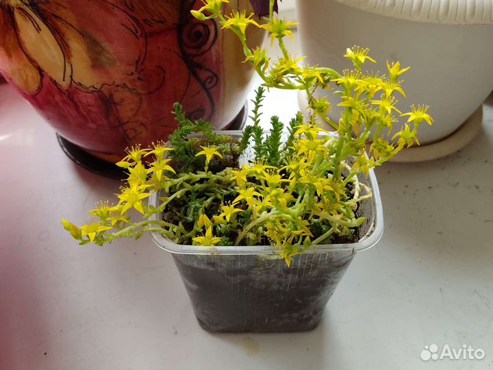 Многолетние почвопокровники очитки, гвоздика и др