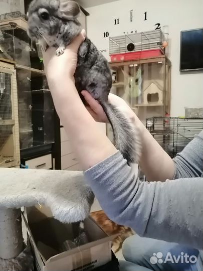 Щенок шиншиллы мальчик из питомника