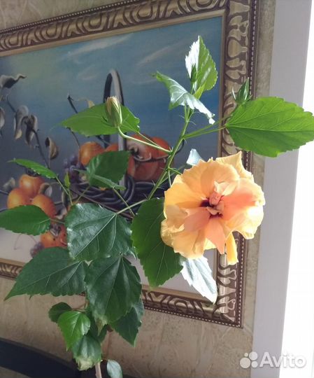 Комнатные цветы