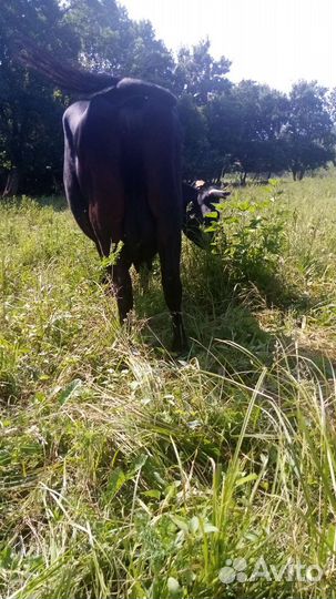 Высокоудоенная корова